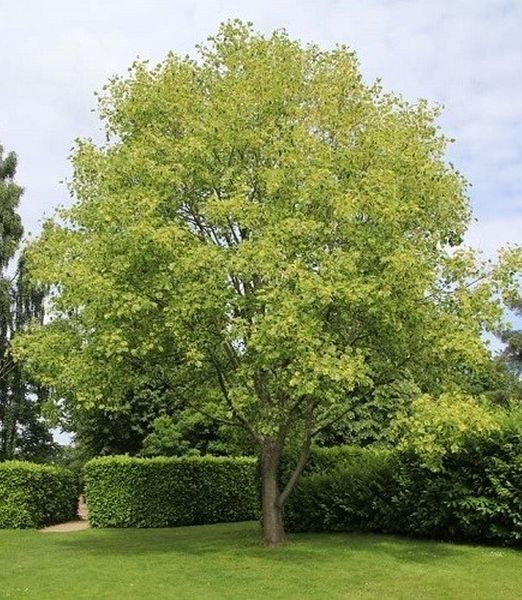 Liriodendron tulipifera 'Variegata'